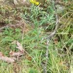 Euthamia graminifolia habit picture by Matthias Foellmer (cc-by-sa)