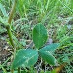 Trifolium hybridum leaf picture by Daniel Bourget (cc-by-sa)