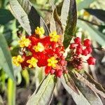 Asclepias curassavica flower picture by Trap Hers (cc-by-sa)