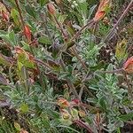 Cistus ocymoides leaf picture by Daniel Bourget (cc-by-sa)