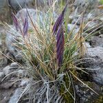 Festuca livida flower picture by Fabien Anthelme (cc-by-sa)