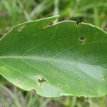 Omphalea diandra leaf picture by R. Tournebize (cc-by-sa)