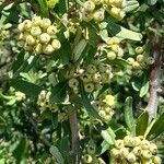 Pyracantha angustifolia fruit picture by Trap Hers (cc-by-sa)