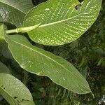 Piper prismaticum leaf picture by Nelson Zamora Villalobos (cc-by-nc)