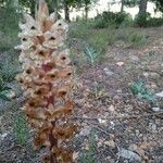 Orobanche amethystea habit picture by Vita Coll (cc-by-sa)