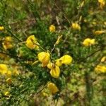 Cytisus scoparius flower picture by Pascal Van Geit (cc-by-sa)