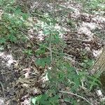 Ulmus alata habit picture by Aaron Harp (cc-by-sa)