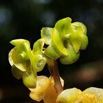 Crepidium taurinum flower picture by Richard Chesher (cc-by-sa)