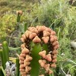 Euphorbia canariensis fruit picture by Sastre Oriol (cc-by-sa)