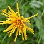 Crepis pontana flower picture by Yoan MARTIN (cc-by-sa)