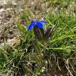 Gentiana utriculosa leaf picture by Krampl Tomáš (cc-by-sa)