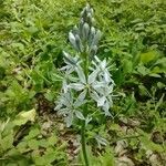 Camassia scilloides flower picture by steven Levenberg (cc-by-sa)