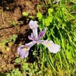 Iris tenax flower picture by Michelle Panoncial (cc-by-sa)