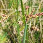 Schoenoplectus californicus flower picture by Trap Hers (cc-by-sa)