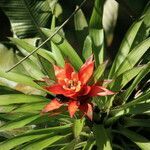 Guzmania lingulata flower picture by Hervé Goëau (cc-by-sa)