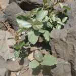 Ficus sycomorus habit picture by susan brown (cc-by-sa)