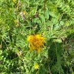 Crepis pontana flower picture by Richelieu AP (cc-by-sa)