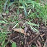 Bromus catharticus leaf picture by Heather Stanford (cc-by-sa)