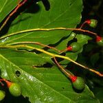 Damburneya purpurea fruit picture by Nelson Zamora Villalobos (cc-by-nc)