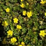 Potentilla tabernaemontani flower picture by Rene Goebel (cc-by-sa)