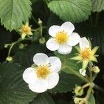 Fragaria moschata flower picture by Lukas Kalista (cc-by-sa)