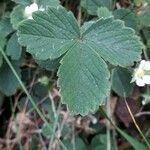 Potentilla sterilis leaf picture by Anne-Marie Jegou (cc-by-sa)