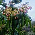 Arbutus canariensis flower picture by Vincenc J (cc-by-sa)