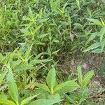 Helianthus tuberosus habit picture by F. Manzano (cc-by-sa)