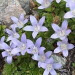 Campanula cenisia flower picture by Michèle Lainé (cc-by-sa)