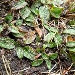 Azorella biloba habit picture by Fabien Anthelme (cc-by-sa)