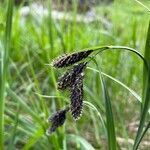 Carex atrata flower picture by Krampl Tomáš (cc-by-sa)