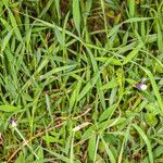 Vicia bithynica habit picture by Martin Bishop (cc-by-sa)