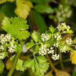 Apium graveolens flower picture by Martin Bishop (cc-by-sa)