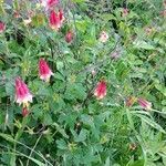 Aquilegia canadensis habit picture by Mike Williams (cc-by-sa)