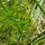 Asparagus racemosus leaf picture by susan brown (cc-by-sa)