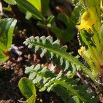 Pedicularis oederi leaf picture by Bo Strand (cc-by-sa)