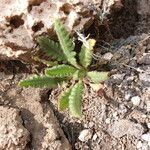 Phacelia pinnatifida leaf picture by Fabien Anthelme (cc-by-sa)