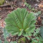 Gunnera insignis leaf picture by Daniel Barthelemy (cc-by-sa)