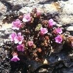 Saxifraga retusa flower picture by Guilhem Espert (cc-by-sa)