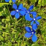 Gentiana brachyphylla flower picture by Hans-Ulrich Kaiser (cc-by-sa)