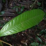 Fusaea longifolia leaf picture by Lisa Moreno (cc-by-sa)