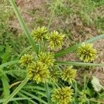 Cyperus eragrostis fruit picture by Jean-René Girardeau (cc-by-sa)