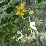 Tribulus terrestris flower picture by Pasquale (cc-by-sa)