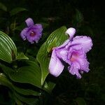 Sobralia warszewiczii flower picture by Nelson Zamora Villalobos (cc-by-nc)