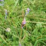 Vicia cassubica flower picture by dodo belis (cc-by-sa)