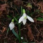 Galanthus plicatus flower picture by erhan ahmet (cc-by-sa)