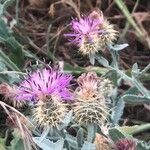 Centaurea seridis flower picture by Diego Alex (cc-by-sa)