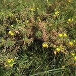 Ononis natrix habit picture by Cristian Zanella Cristian Zanella (cc-by-sa)