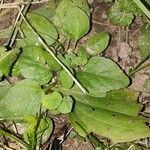 Prunella vulgaris leaf picture by Alaura Alaura Stallings (cc-by-sa)