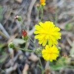 Crepis micrantha flower picture by Nicolas PELÉ (cc-by-sa)